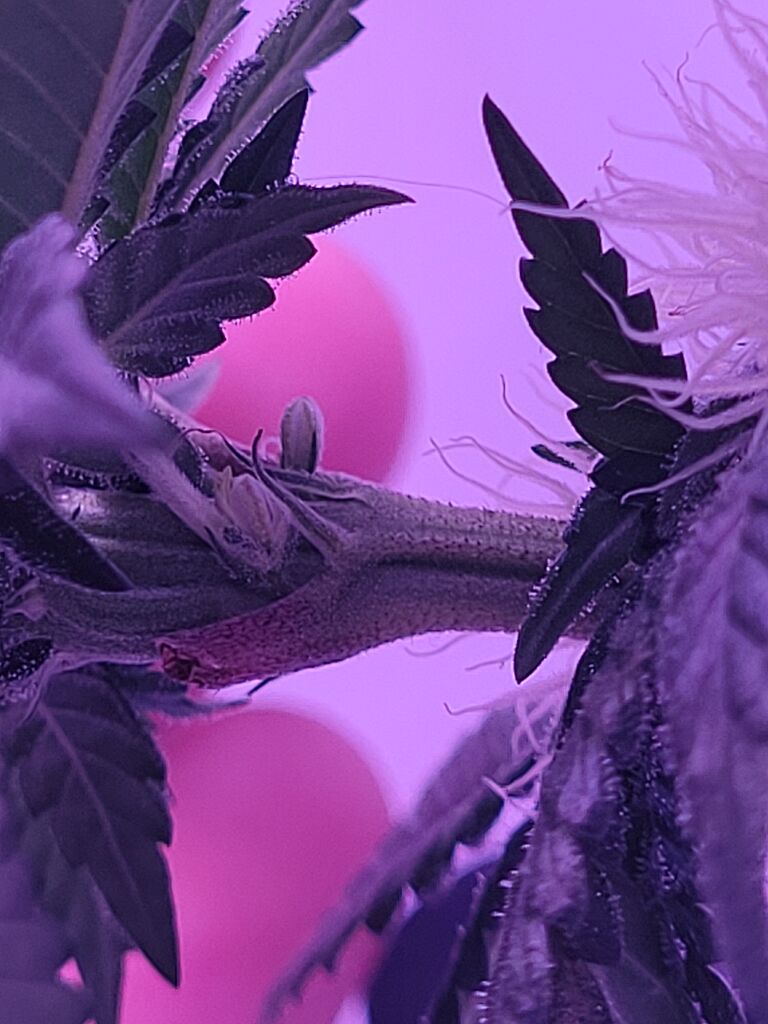 Did plant turn male?all gas og Community AllGrowers Forum