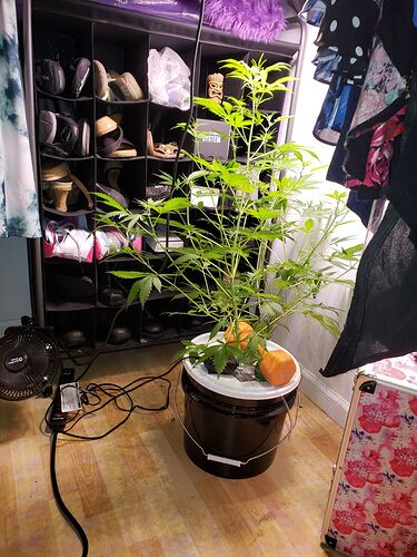 Zkittlez closet