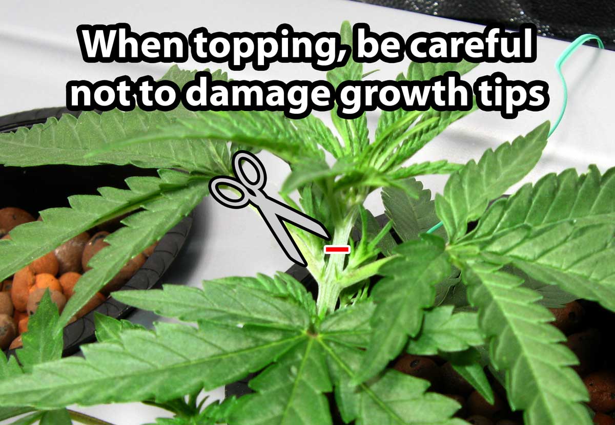 topping-without-hurting-growth-tips